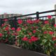 City Side Balcony Railing